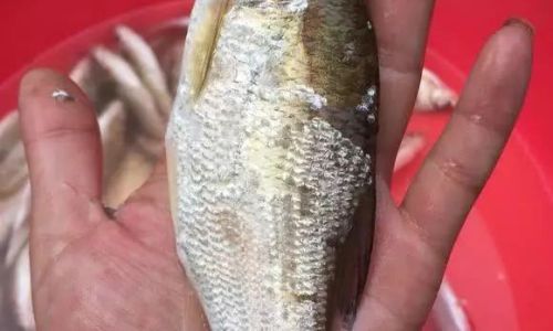 Optimal Strategies for Cultivating Larger and Healthier Bream Fish:A Comprehensive Guide