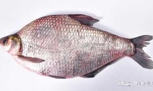 Optimal Strategies for Cultivating Larger and Healthier Bream Fish:A Comprehensive Guide