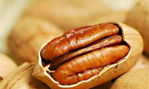 Unraveling the Bitterness:The Science Behind Pecans Astringent Taste