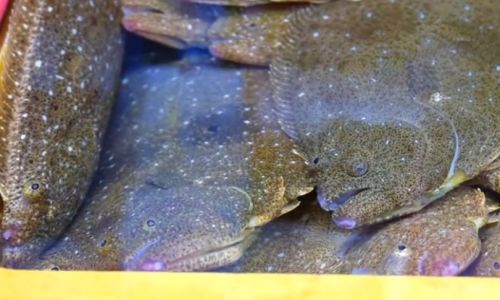 A Comprehensive Guide to Cleaning Flounder:Removing Internal Organs Safely and Efficiently