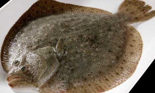 The Distinctive Worlds of Flounder and Turbot:A Comparative Exploration