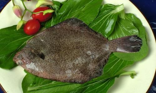 The Distinctive Worlds of Flounder and Turbot:A Comparative Exploration