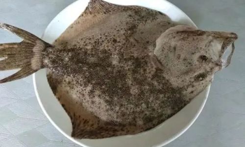 The Distinctive Worlds of Flounder and Turbot:A Comparative Exploration
