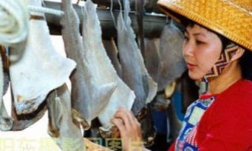 Mastering the Art of Rehydrating Small Shark Fins:A Step-by-Step Guide