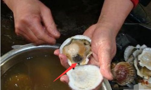 The Ultimate Guide to Cleaning Shells Quickly and Effectively:Techniques,Tips,and Tricks
