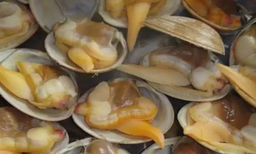 The Ultimate Guide to Cleaning Seashells Quickly and Effectively:Techniques for Pristine Results