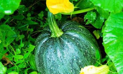 The Nutritional Powerhouse:Unveiling the Health Benefits of Beibei Small Pumpkins