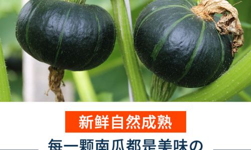 The Nutritional Powerhouse:Unveiling the Health Benefits of Beibei Small Pumpkins