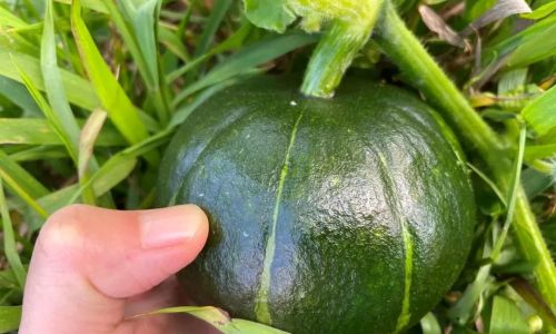 A Comprehensive Guide to Cooking Beibei Pumpkin:Delicious Recipes and Tips for a Perfect Dish