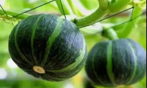 Mastering the Art of Steaming Baby Pumpkins in a Pressure Cooker:Timing,Tips,and Techniques