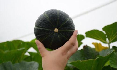 Debunking the Myth:Is Kabocha Squash a Hybrid of Pumpkin and Chestnut?