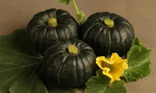 The Botanical and Culinary Classification of Beibei Squash:Unraveling Its Relationship to Pumpkins
