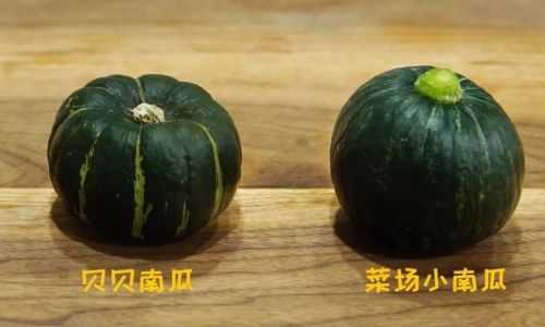 The Botanical and Culinary Classification of Beibei Squash:Unraveling Its Relationship to Pumpkins
