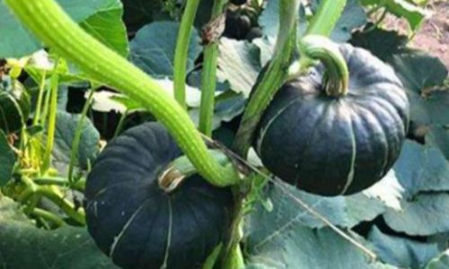 The Botanical and Culinary Classification of Beibei Squash:Unraveling Its Relationship to Pumpkins