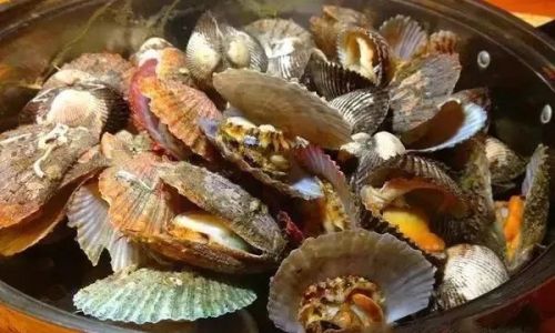 The Ultimate Guide to Northern Scallops:Unveiling the Peak Season for Plumpness and Flavor