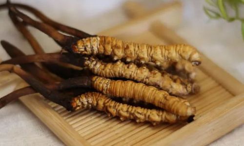 Optimal Consumption Methods for Cordyceps Militaris:Unlocking Its Full Health Potential