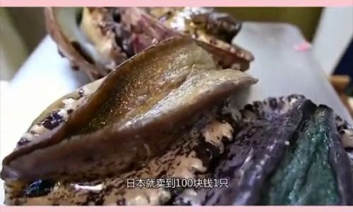 Mastering the Art of Steaming Abalone:Perfect Timing for Tender Results