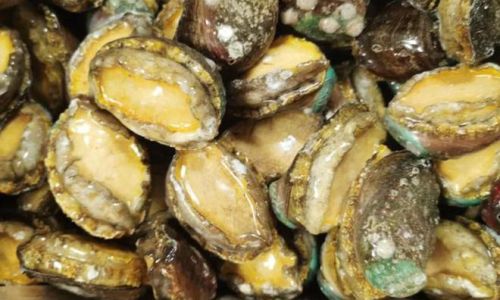 The Pinnacle of Pricey Seafood:Unraveling the Reasons Behind Abalones Exorbitant Cost