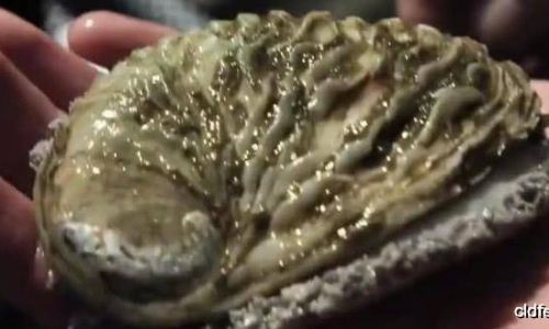 The Pinnacle of Pricey Seafood:Unraveling the Reasons Behind Abalones Exorbitant Cost