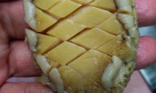 Understanding Abalone Anatomy:Which Parts Are Inedible and Why