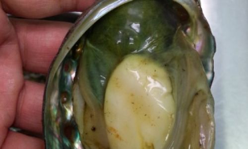 Understanding Abalone Anatomy:Which Parts Are Inedible and Why