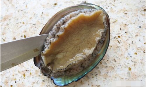 Understanding Abalone Anatomy:Which Parts Are Inedible and Why