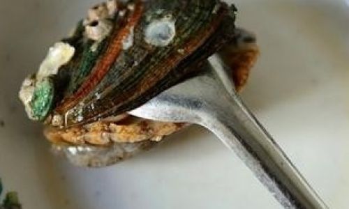 The Ultimate Guide to Storing Abalone at Home:Ensuring Freshness and Quality for Culinary Delights