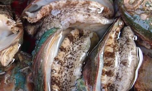 The Ultimate Guide to Storing Abalone at Home:Ensuring Freshness and Quality for Culinary Delights