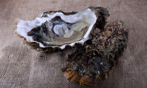 The Ultimate Guide to Storing Abalone at Home:Ensuring Freshness and Quality for Culinary Delights