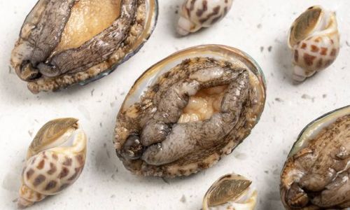 Exquisite Abalone Recipes:Elevating Seafood Delicacies to Culinary Masterpieces