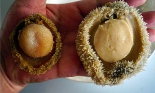 The Ultimate Guide to Quick and Easy Rehydration of Dried Abalone:Techniques,Tips,and Tricks