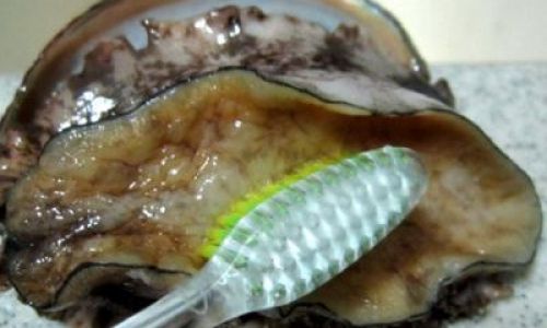 The Ultimate Guide to Preserving Abalone:Methods,Tips,and Best Practices for Long-Term Freshness