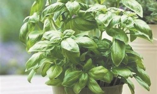 Effective Methods to Preserve Fresh Basil:A Comprehensive Guide to Retaining Flavor and Aroma