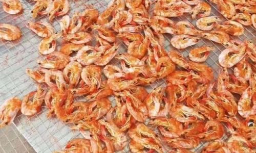 Mastering the Art of Preserving Dried Shrimp:Essential Tips for Longevity and Flavor
