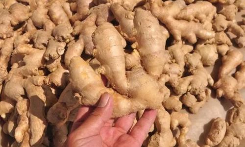 Effective Methods to Preserve Fresh Ginger and Prevent Spoilage:A Comprehensive Guide