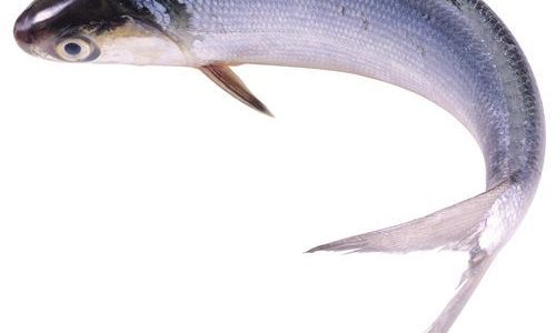 Effective Methods for Preserving Fresh Fish:A Comprehensive Guide