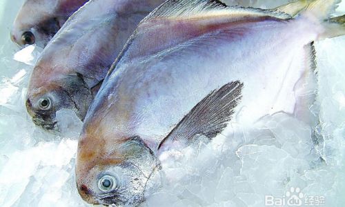 Effective Methods for Preserving Fresh Fish:A Comprehensive Guide