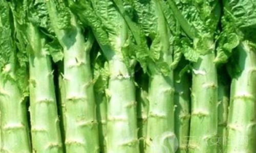 Maximizing Freshness:A Comprehensive Guide to Extending the Shelf Life of Asparagus