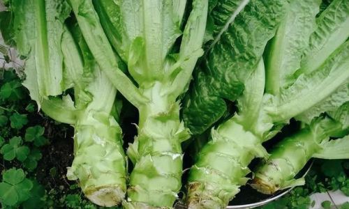 Maximizing Freshness:A Comprehensive Guide to Extending the Shelf Life of Asparagus
