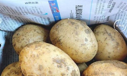 Effective Strategies to Prevent Potatoes from Sprouting and Turning Green:A Comprehensive Guide