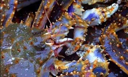 How Long Does Cooked King Crab Last?A Comprehensive Guide to Proper Storage and Shelf Life