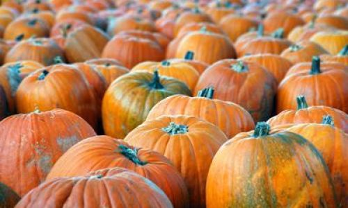 Mastering the Art of Preserving Pumpkins:Techniques,Tips,and Tricks for Long-Lasting Freshness