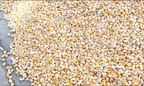 Effective Strategies to Preserve Grains and Prevent Infestation:A Comprehensive Guide