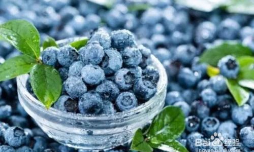 Maximizing Freshness:A Comprehensive Guide to Extending Blueberry Shelf Life