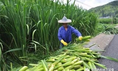 Extending the Shelf Life of Water Bamboo:A Comprehensive Guide to Storage and Preservation