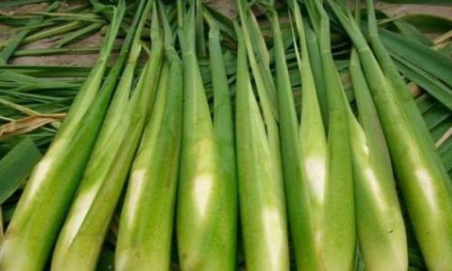 Extending the Shelf Life of Water Bamboo:A Comprehensive Guide to Storage and Preservation