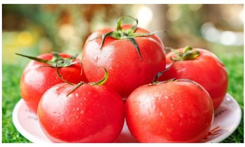 Preserving the Bounty:Creative and Effective Methods to Keep Tomatoes Fresh All Year Round