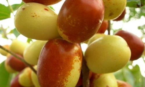 Effective Methods to Preserve the Crispiness of Dried Jujubes:A Comprehensive Guide