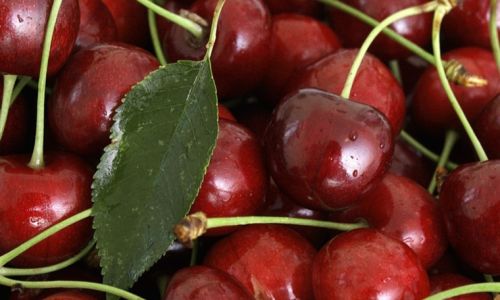 Maximizing Freshness:A Comprehensive Guide to Extending the Shelf Life of Cherries