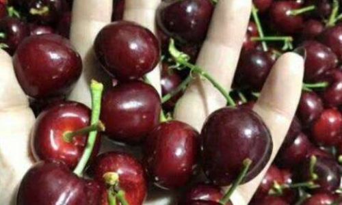 Maximizing Freshness:A Comprehensive Guide to Extending the Shelf Life of Cherries
